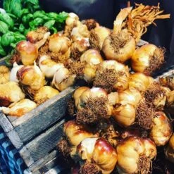 Garlicmaster Knoflookpers - Ook Voor Kruiden En Noten - Paars 13 Garlicmaster Knoflookpers - Ook Voor Kruiden En Noten - Paars -Kookgerei Koning Verkoop 1200x1198 56