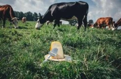 Boska Kaasrasp Delfts Blauw - Kaasrasp Voor Harde Kaas - Hollands Cadeau - Oer-Hollands - Cadeauset - Giftset - Cadeautips - Keukengerei - Keuken Accessoires - 10 Jaar Garantie 20 Boska Kaasrasp Delfts Blauw - Kaasrasp Voor Harde Kaas - Hollands Cadeau - Oer-Hollands - Cadeauset - Giftset - Cadeautips - Keukengerei - Keuken Accessoires - 10 Jaar Garantie -Kookgerei Koning Verkoop 1200x784 8