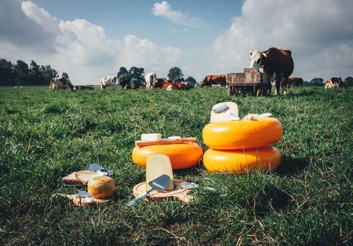 Boska Kaasrasp Delfts Blauw - Kaasrasp Voor Harde Kaas - Hollands Cadeau - Oer-Hollands - Cadeauset - Giftset - Cadeautips - Keukengerei - Keuken Accessoires - 10 Jaar Garantie 2 Boska Kaasrasp Delfts Blauw - Kaasrasp Voor Harde Kaas - Hollands Cadeau - Oer-Hollands - Cadeauset - Giftset - Cadeautips - Keukengerei - Keuken Accessoires - 10 Jaar Garantie - Afbeelding 2