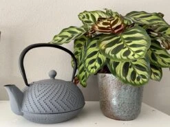 Bredemeijer Theepot Fujian 1.2L Met Filter Warm Grijs 15 Bredemeijer Theepot Fujian 1.2L Met Filter Warm Grijs -Kookgerei Koning Verkoop 1200x899 14