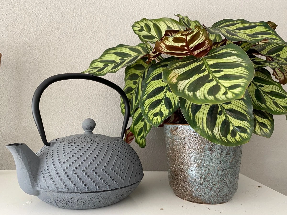 Bredemeijer Theepot Fujian 1.2L Met Filter Warm Grijs 6 Bredemeijer Theepot Fujian 1.2L Met Filter Warm Grijs - Afbeelding 6